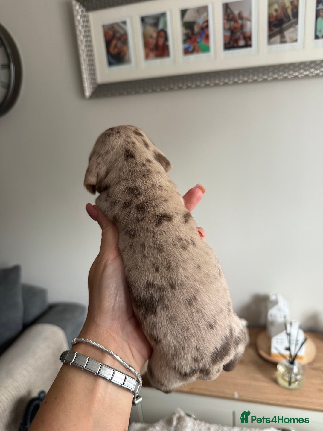 Dachshund dogs for sale: Beautiful litter of dachshund puppy’s  - Image 5