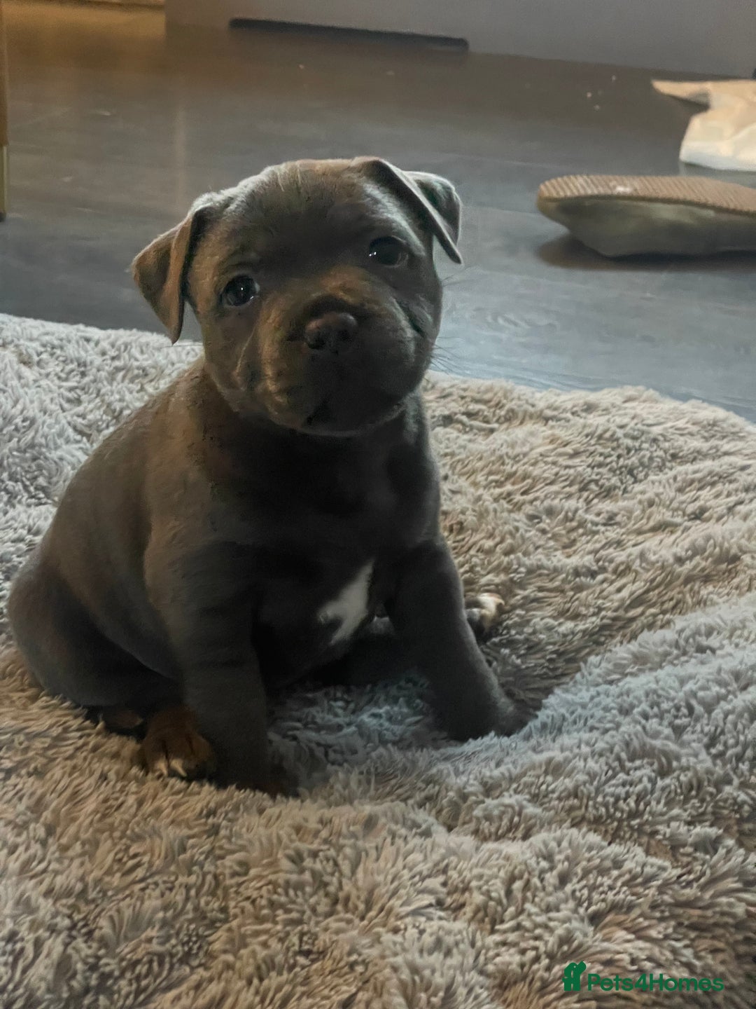 Staffordshire Bull Terrier dogs for sale: One beautiful Staffordshire bull terrier - Advert 3