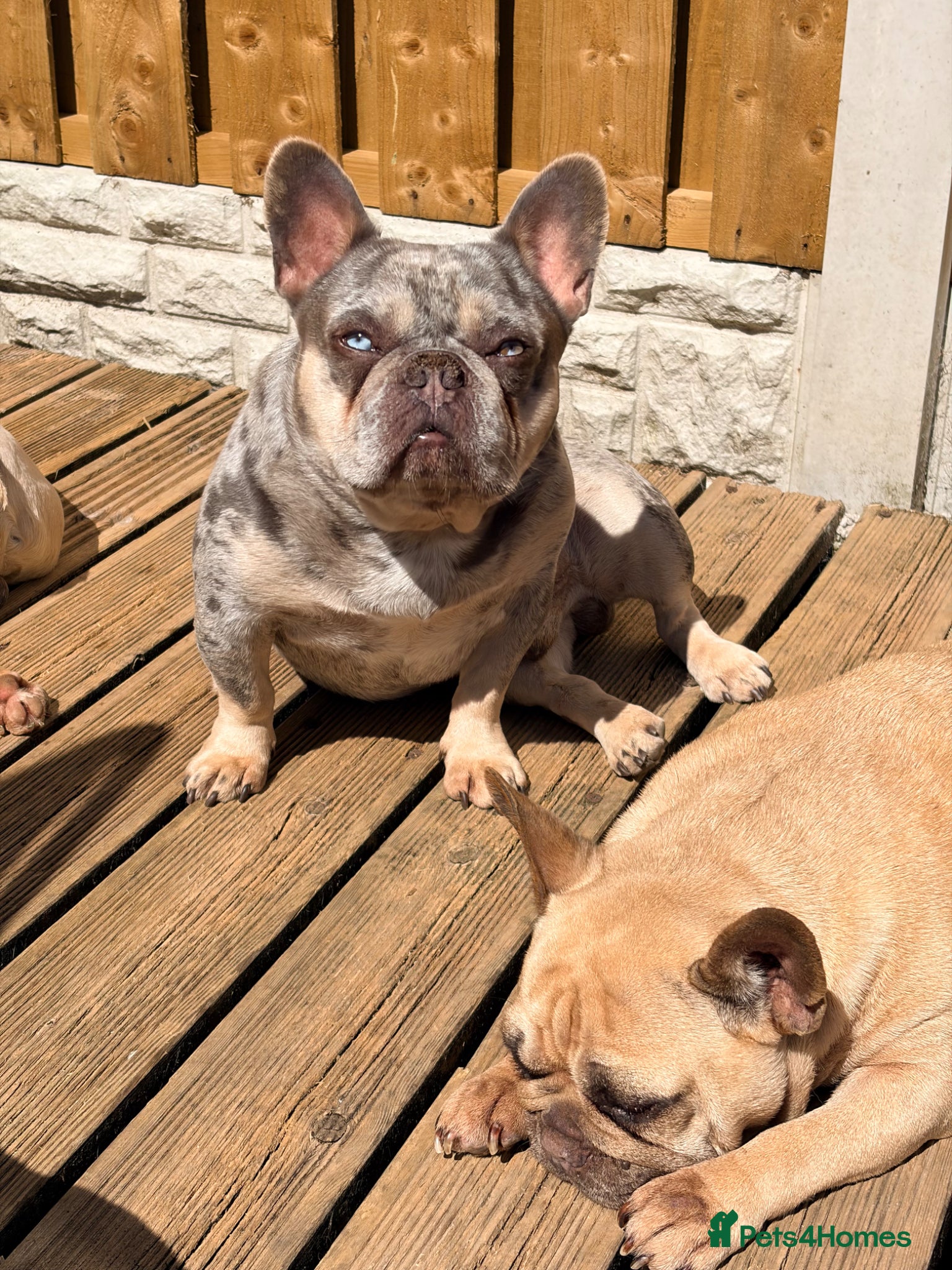 French Bulldog dogs for sale: Adult french bulldogs - Advert 5