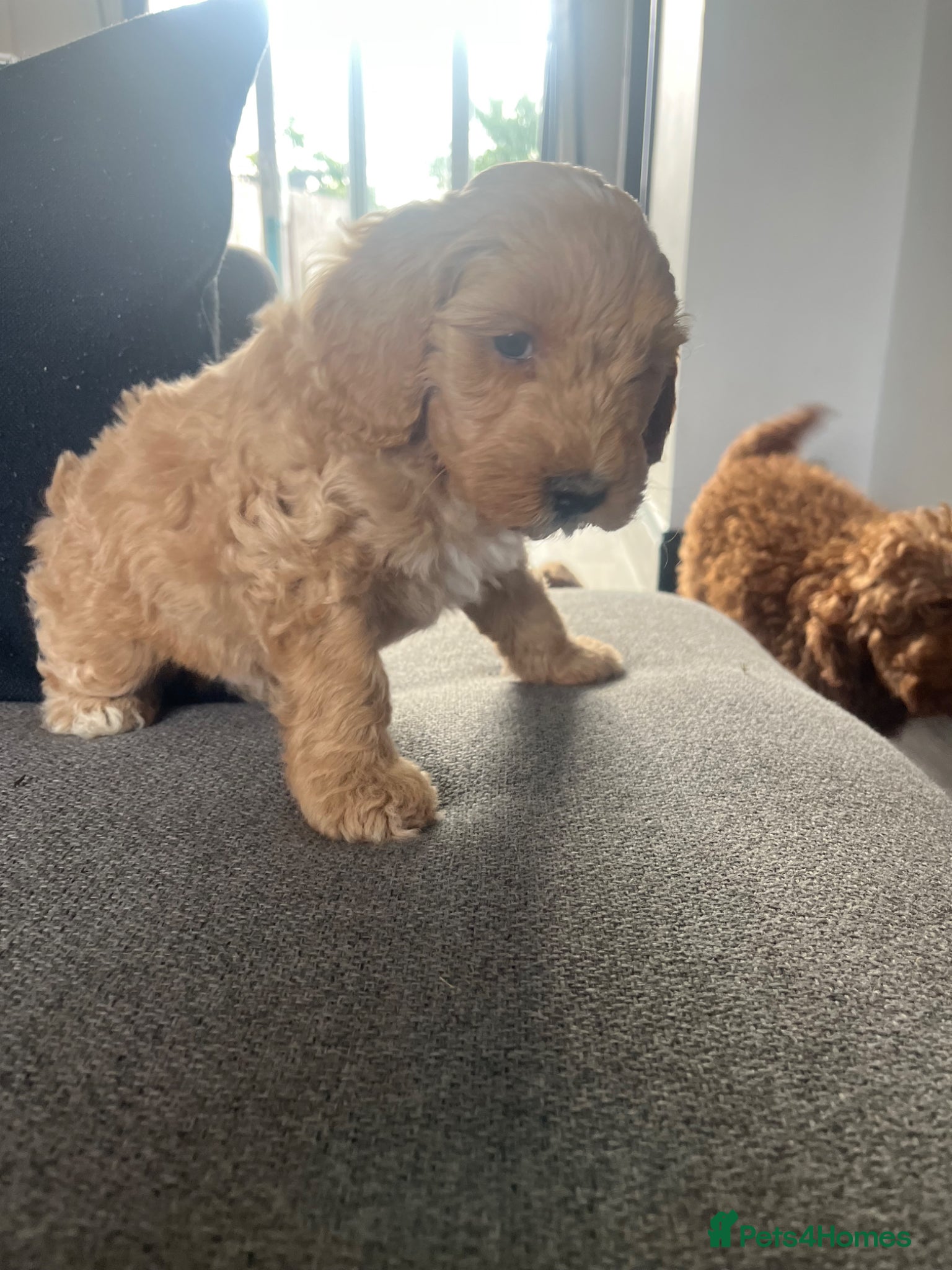 Mixed Breed dogs for sale: F1 Labradoodle/cockapoo Mix ❤️  - Advert 4