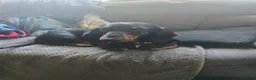 Dachshund dogs for sale: 1 adult apricot dapple boy / black and tan girl  - Advert 2