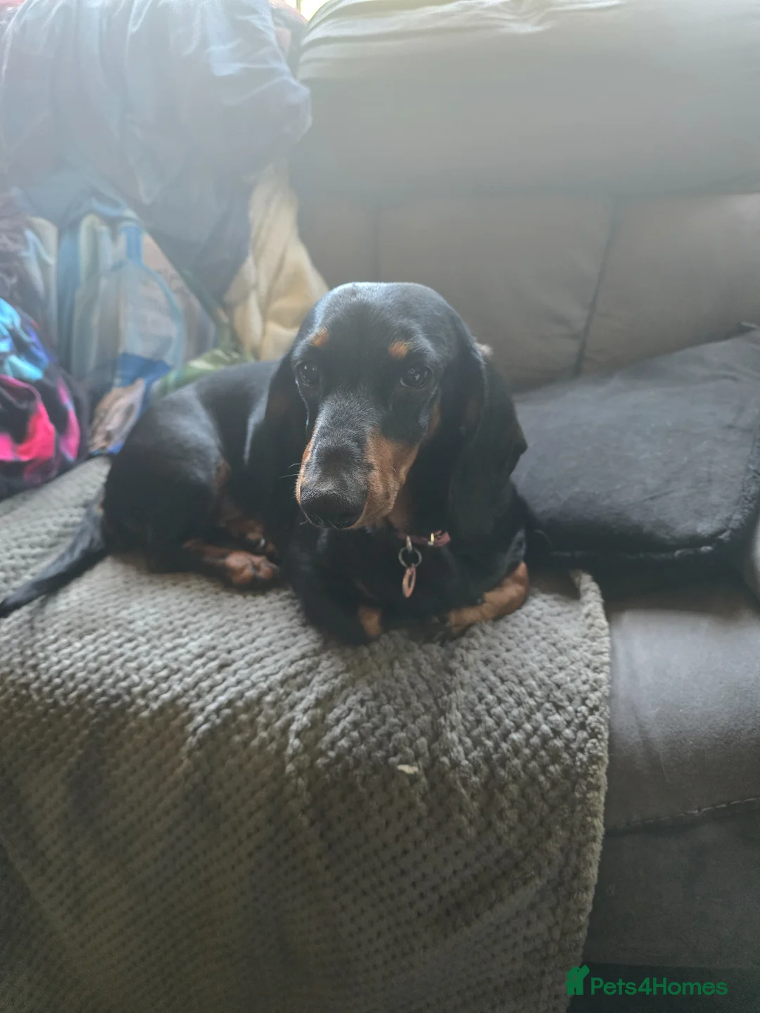 Dachshund dogs for sale: 1 adult apricot dapple boy / black and tan girl  - Advert 2