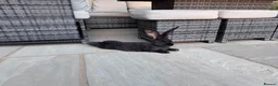 Continental Giant rabbits for sale: 8 Continental Giant Babies - Advert 3