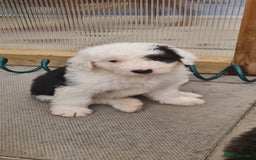 Old English Sheepdog dogs for sale: Old english sheepdog  - Image 1