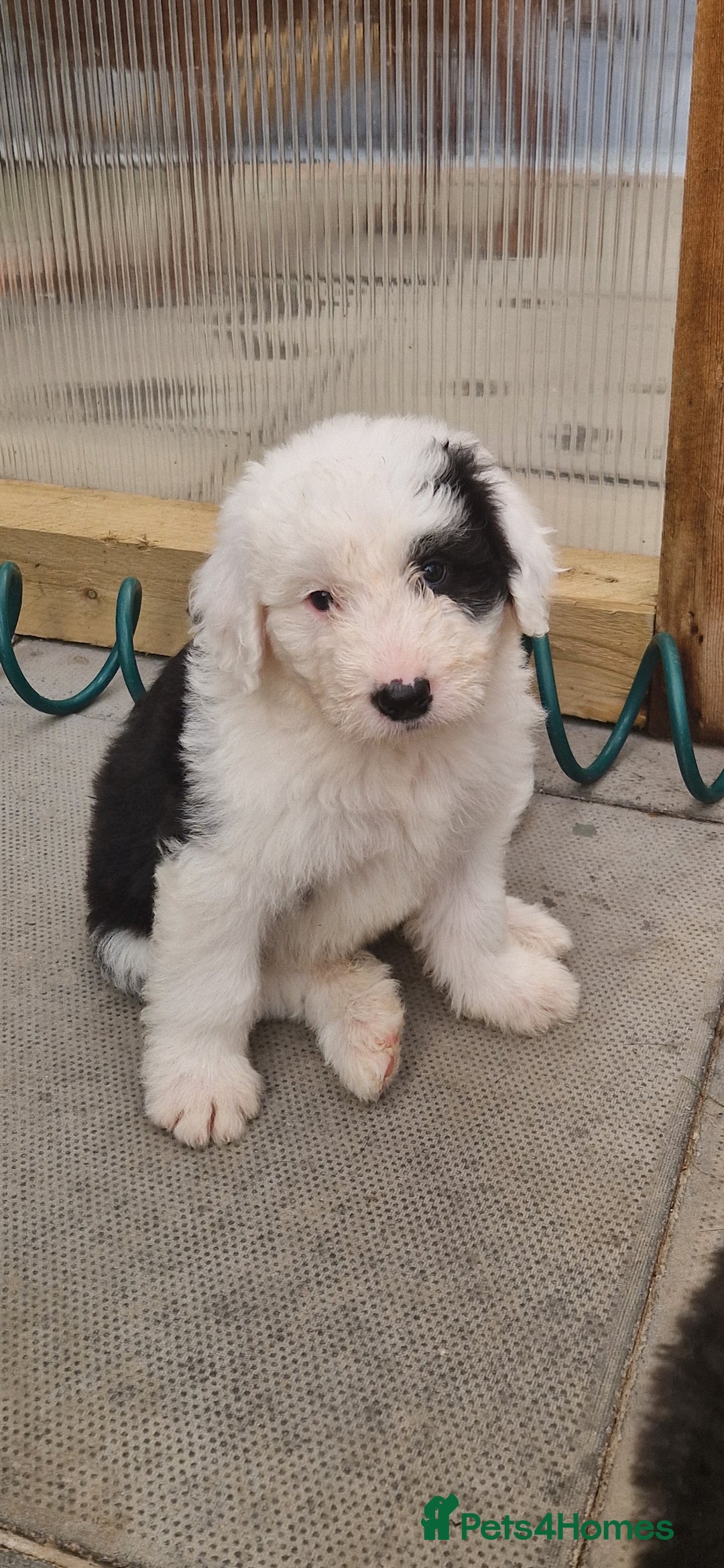 Old English Sheepdog dogs for sale: Old english sheepdog  - Image 1