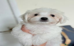 Maltese dogs for sale: Maltese pups/dogs/puppies  - Image 4