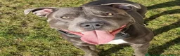 Staffordshire Bull Terrier dogs for sale: Blue Staffordshire Bull Terrier Puppies - Advert 14