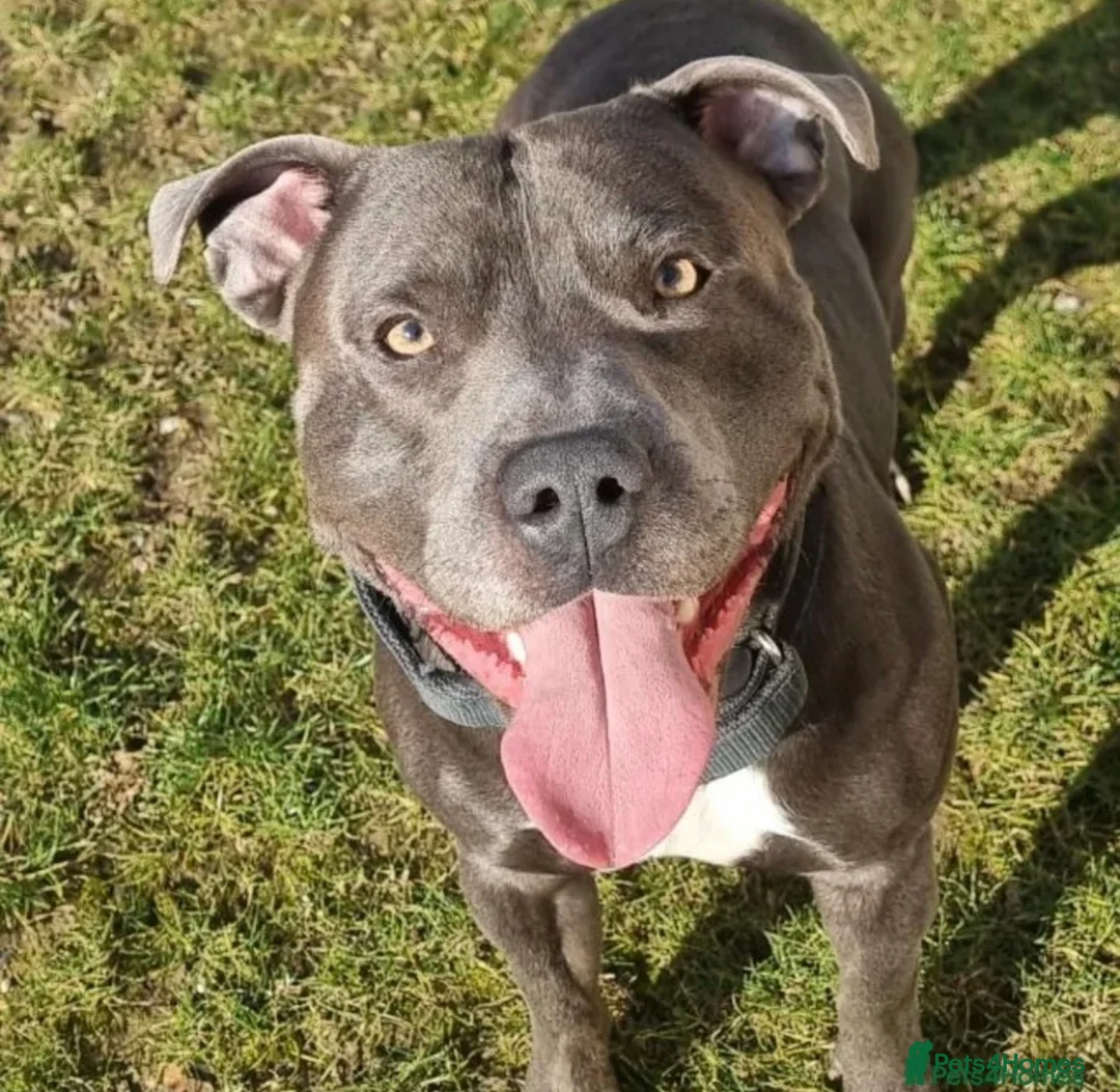 Staffordshire Bull Terrier dogs for sale: Blue Staffordshire Bull Terrier Puppies - Advert 14