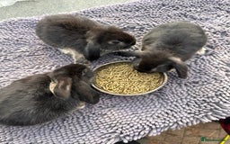 Mini Lop rabbits for sale: Female mini lops  - Image 13