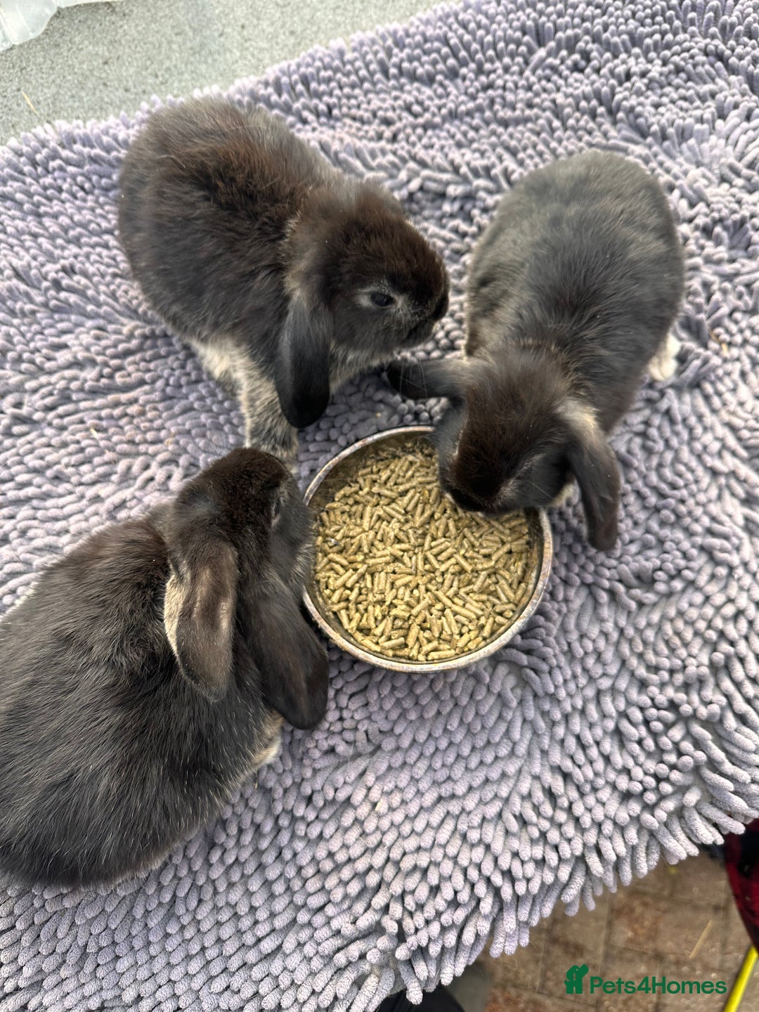 Mini Lop rabbits for sale: Female mini lops  - Image 13