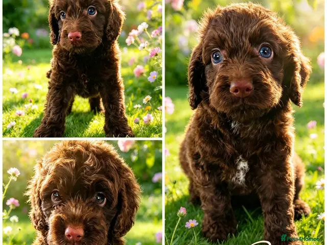 Cockapoo dogs DNA CLEAR, Merle Cockapoos, Ready 6th Novemeber - Advert 23