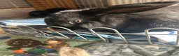 Mixed Breed rabbits for sale: Rabbits - Advert 10