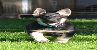 German Shepherd dogs - Advert 7