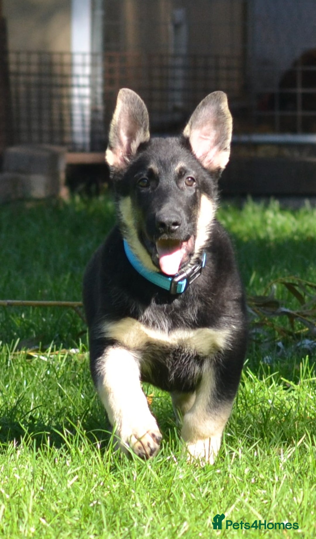 German Shepherd dogs for sale: ⚡RARE EAST EUROPEAN SHEPHERD PUPPIES AVAILABLE⚡ - Image 3