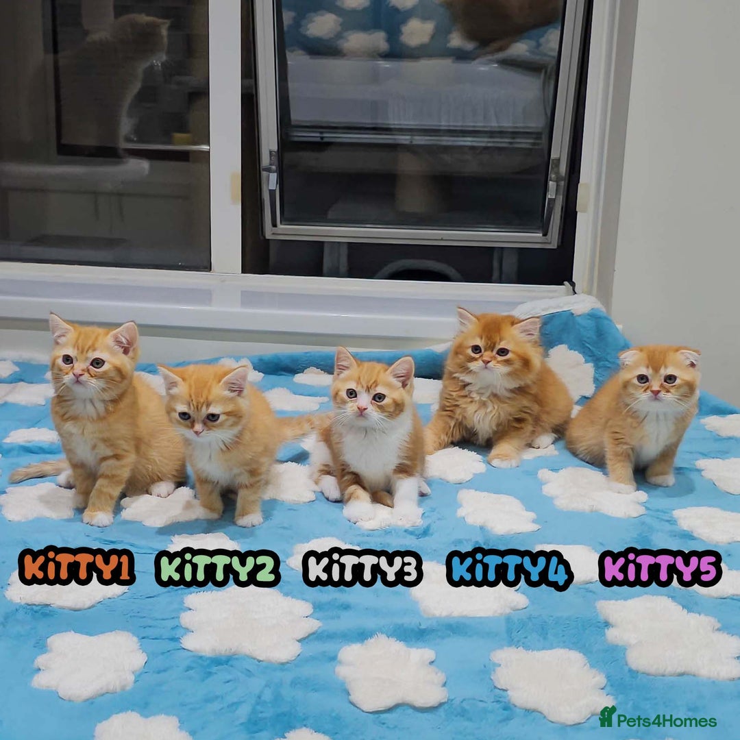 British Shorthair cats for sale: Adorable Kittens Ready For Reservation  - Image 2