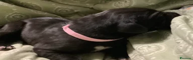 Great Dane Puppy 7 (Ada)    Pink collar.