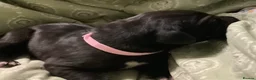 Great Dane dogs for sale: Great Dane puppies for sale - Advert 8