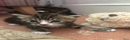 Mixed Breed cats for sale: 5 beautiful kittens with tabby markings - Advert 7