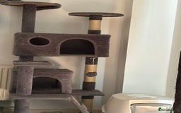Domestic Shorthair cats for sale: 2 year old spayed female cat + accessories - Image 14