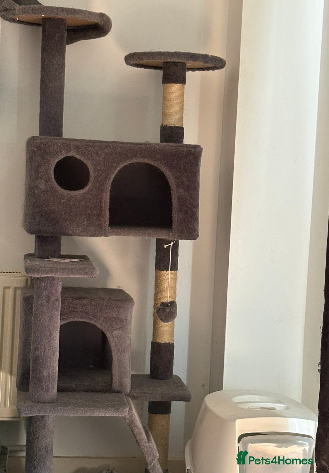 Domestic Shorthair cats for sale: 2 year old spayed female cat + accessories - Image 14
