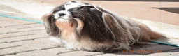 Shih Tzu dogs for stud: RKC Standard Shih Tzu - stud  - Advert 2