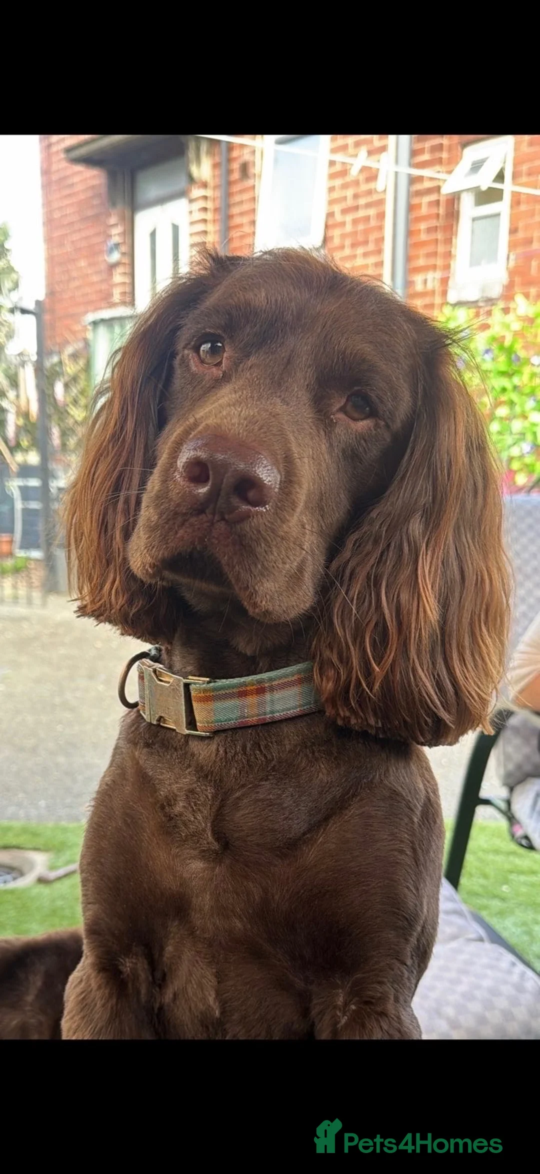 Cocker Spaniel dogs for stud: Pilot the chocolate cocker  - Advert 2