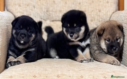 Japanese Shiba Inu dogs for sale: Champion blood Health tested Japanese Shiba Inu  - Image 1