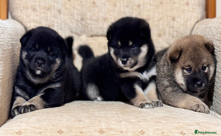 Japanese Shiba Inu dogs - Advert 5