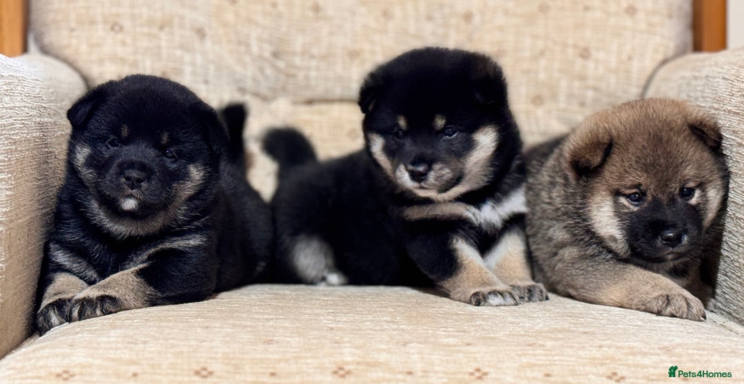 Japanese Shiba Inu dogs for sale: Champion blood Health tested Japanese Shiba Inu  - Image 1