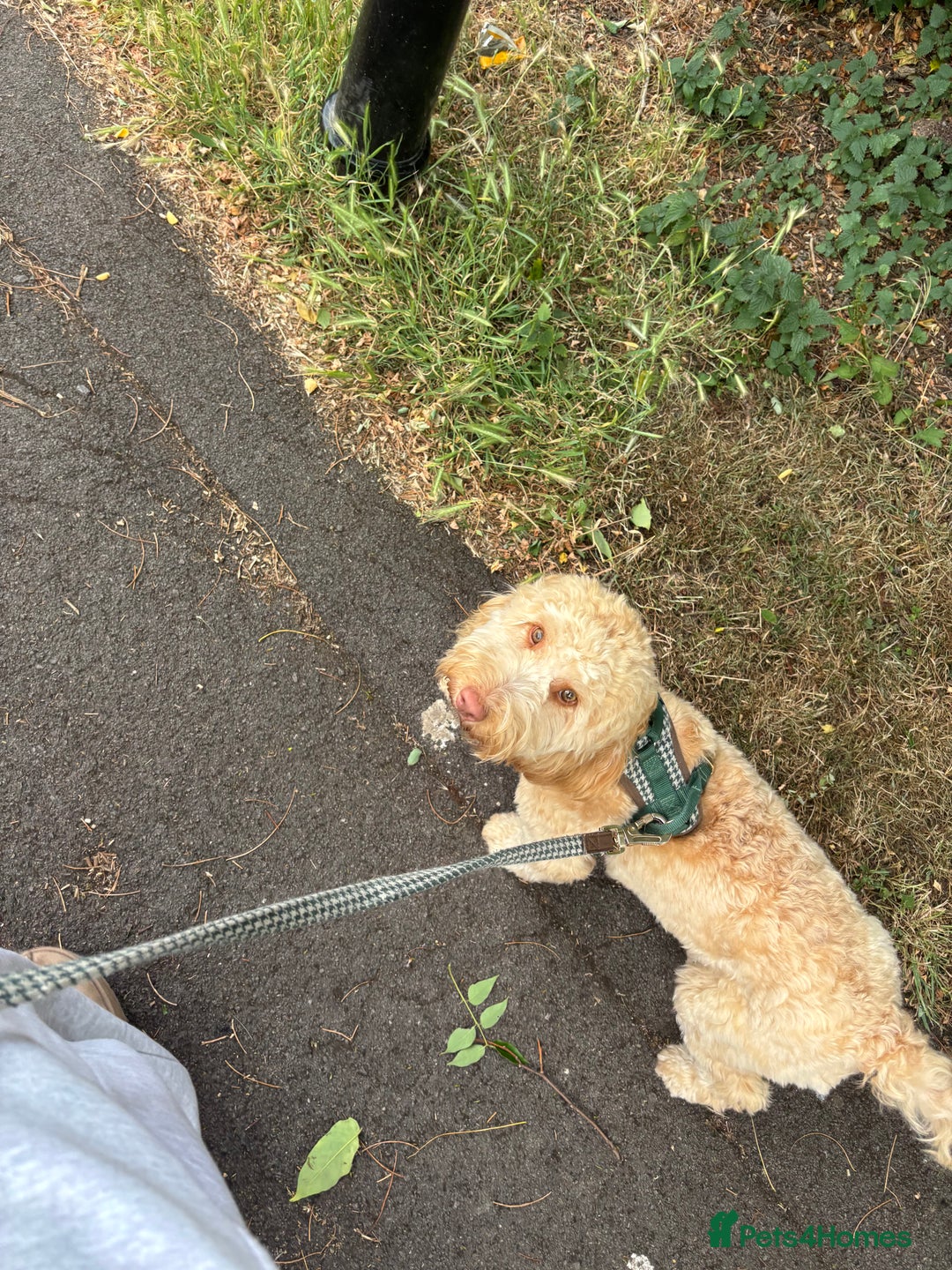 Cockapoo dogs for sale: Willow 16 month old cockapoo - Advert 5