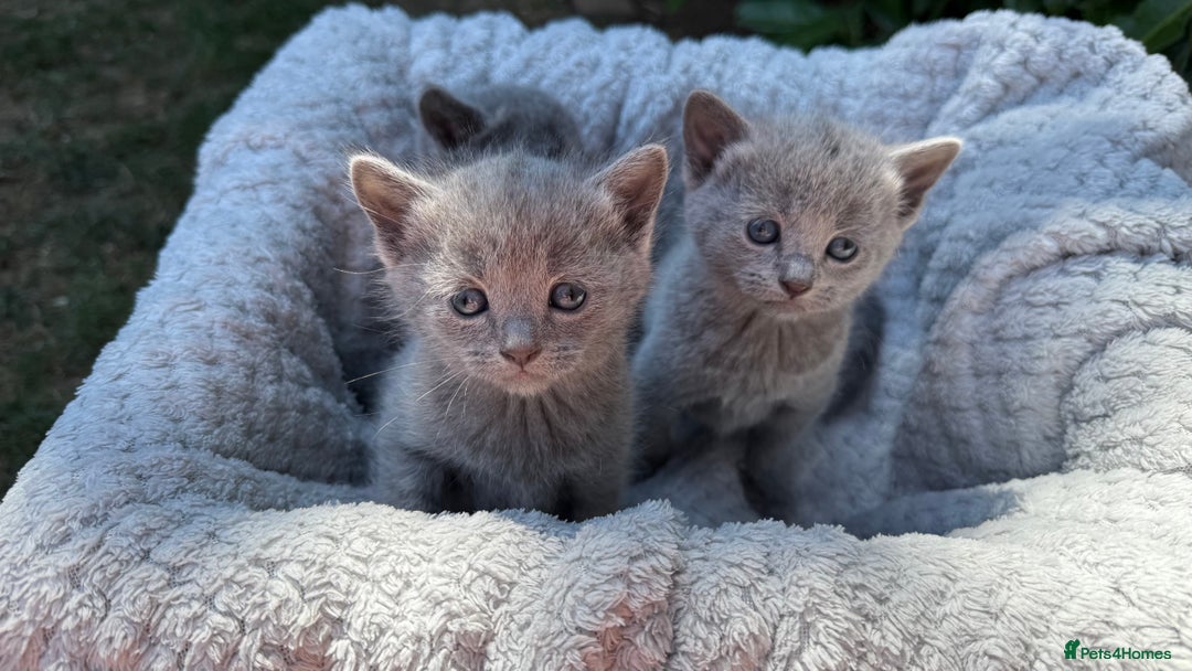 Russian Blue cats for sale: Pure Russian Blue Kittens - Image 14