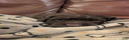 Sprocker dogs for sale: Sprocker puppies READY NOW - Advert 26