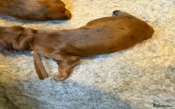 Cockapoo dogs for sale: Red, Chocolate and Merle Cockapoo Puppies - Image 6