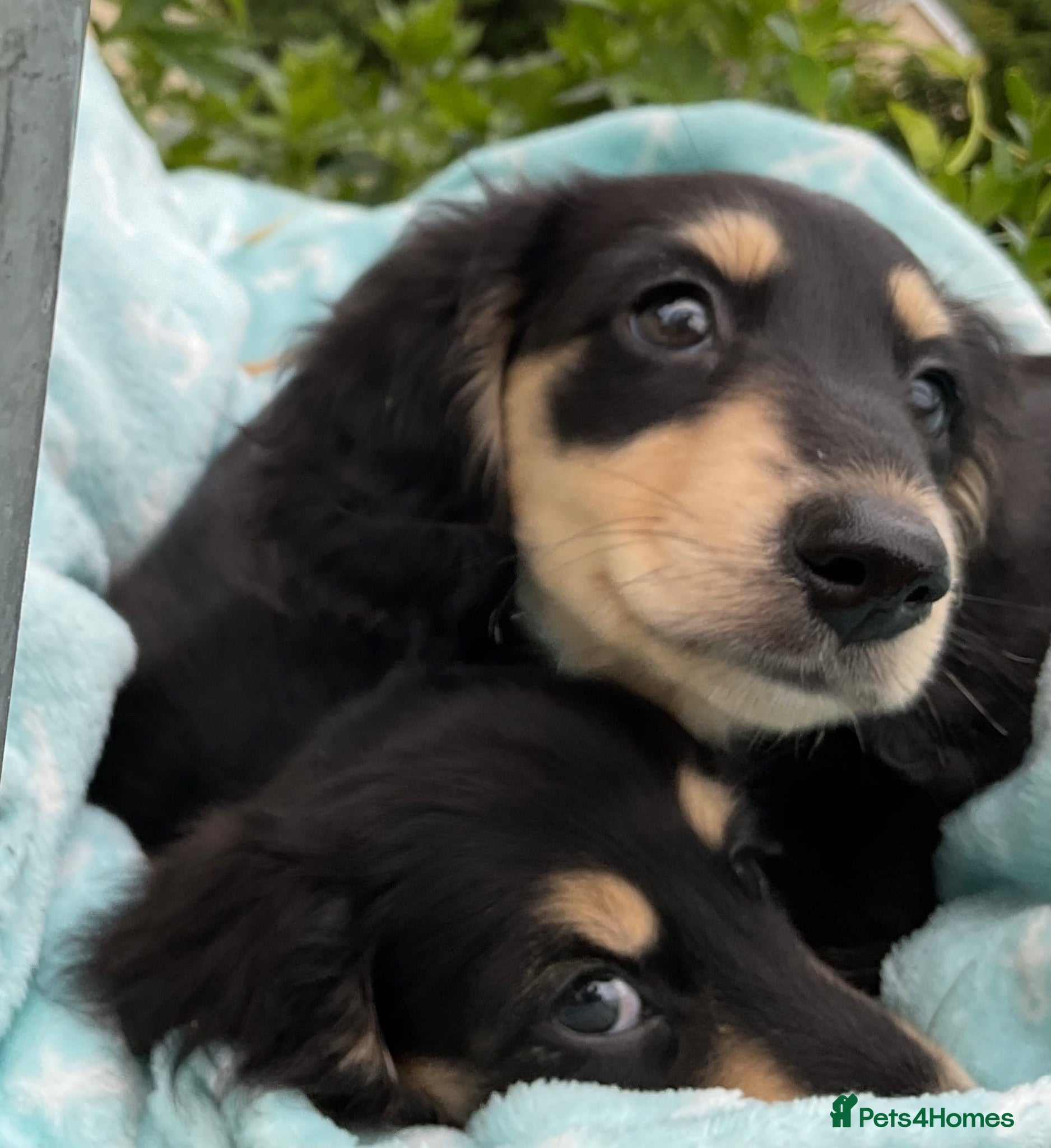 Miniature Dachshund dogs GORGEOUS KC reg PRA CLEAR MINI DACHSHUND PUPPIES - Advert 2
