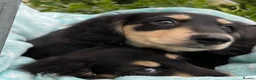 Miniature Dachshund dogs for sale: GORGEOUS KC reg PRA CLEAR MINI DACHSHUND PUPPIES - Advert 2