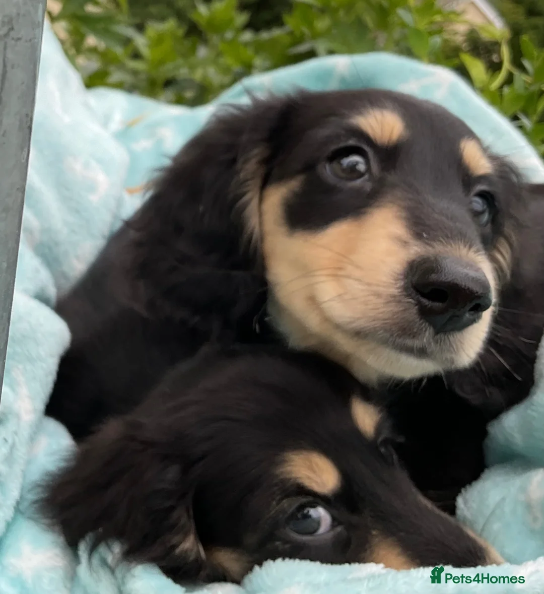 Miniature Dachshund dogs for sale: GORGEOUS KC reg PRA CLEAR MINI DACHSHUND PUPPIES - Advert 2