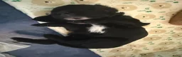 Mixed Breed dogs for sale: Sproodle puppies  - Advert 13
