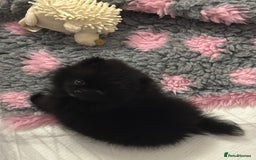 Pomeranian dogs for sale: 🧸🌈 Genuine Teddy Bear Poms Rainbow litter 🌈🧸 - Image 8