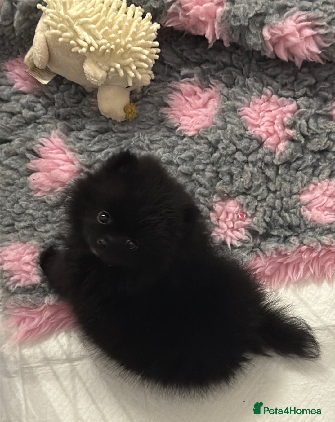 Pomeranian dogs for sale: 🧸🌈 Genuine Teddy Bear Poms Rainbow litter 🌈🧸 - Image 8