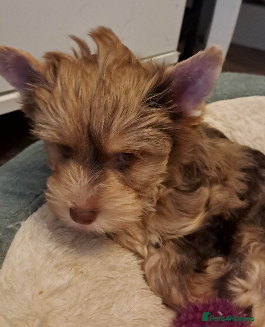 Yorkshire Terrier dogs for sale: 1 Boy & 3 Girls with Unique Coats - Advert 32