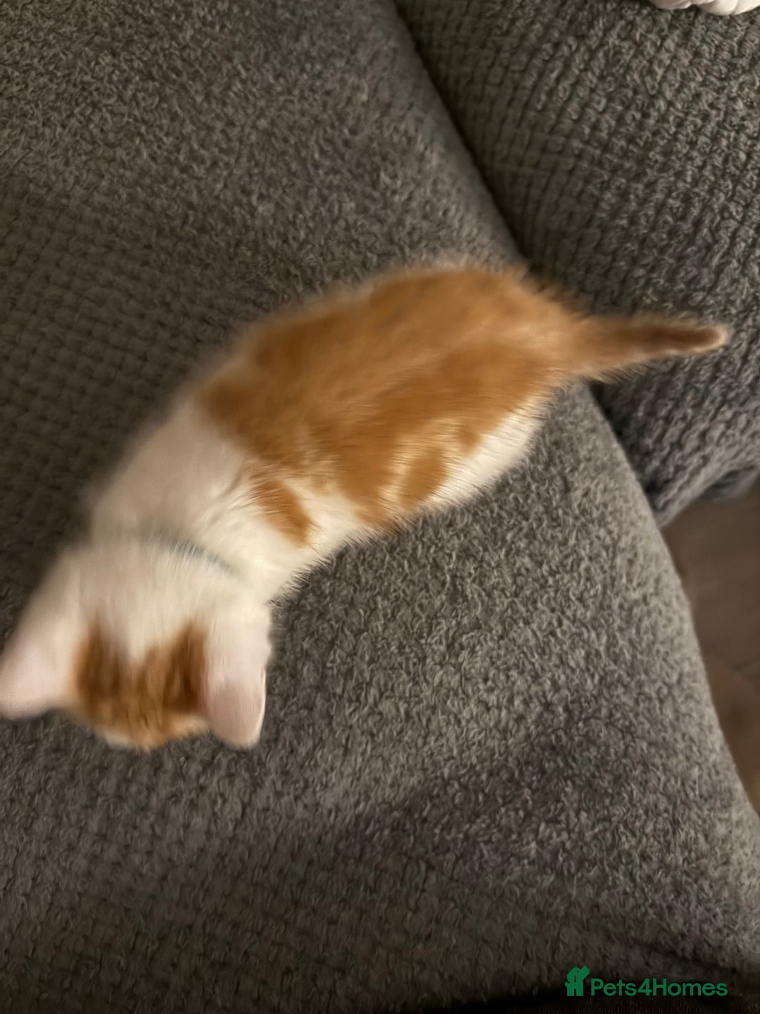 Mixed Breed cats for sale: Male & female kitten for sale  - Image 3