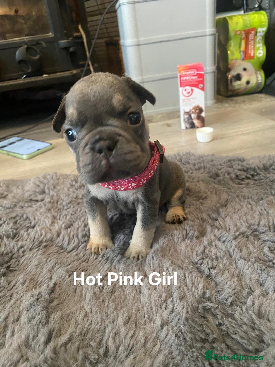 French Bulldog dogs for sale: Beautiful chunky Frenchies - Image 18