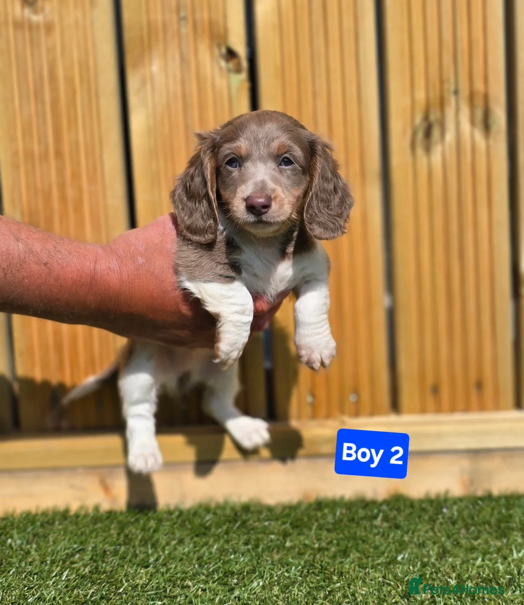 Dachshund dogs for sale: Beautiful Miniature Dachshund  - Advert 28