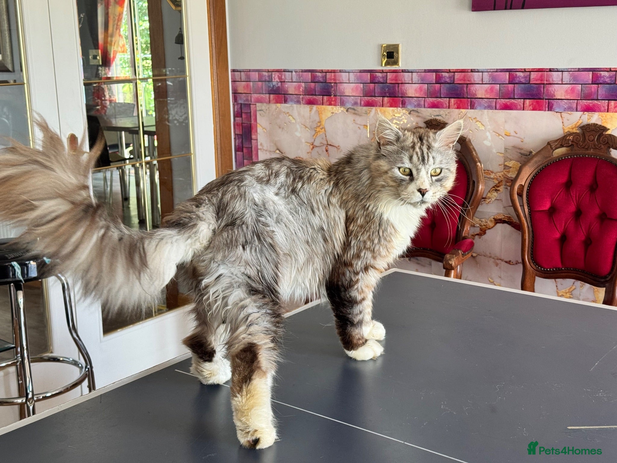 Maine Coon cats Maine coon stud Ozzy import Poland - Advert 4