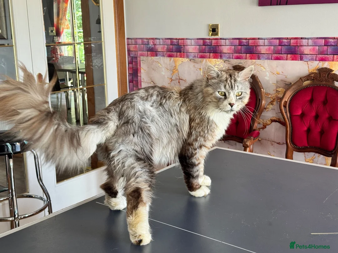 Maine Coon cats for stud: Maine coon stud Ozzy import Poland - Advert 1