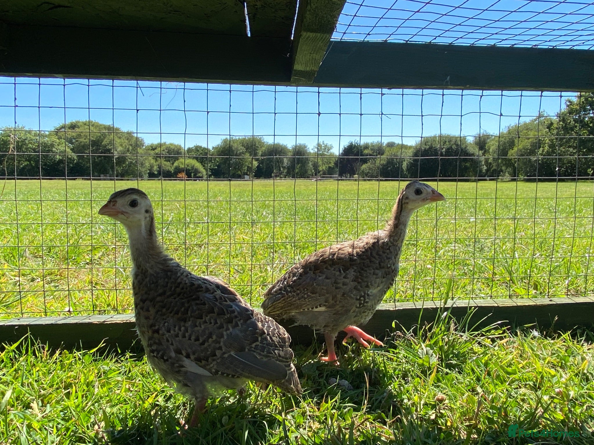 Guinea Fowl poultry 2 Grey Guinea fowl  - Advert 2