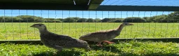 Guinea Fowl poultry for sale: 2 Grey Guinea fowl  - Advert 1