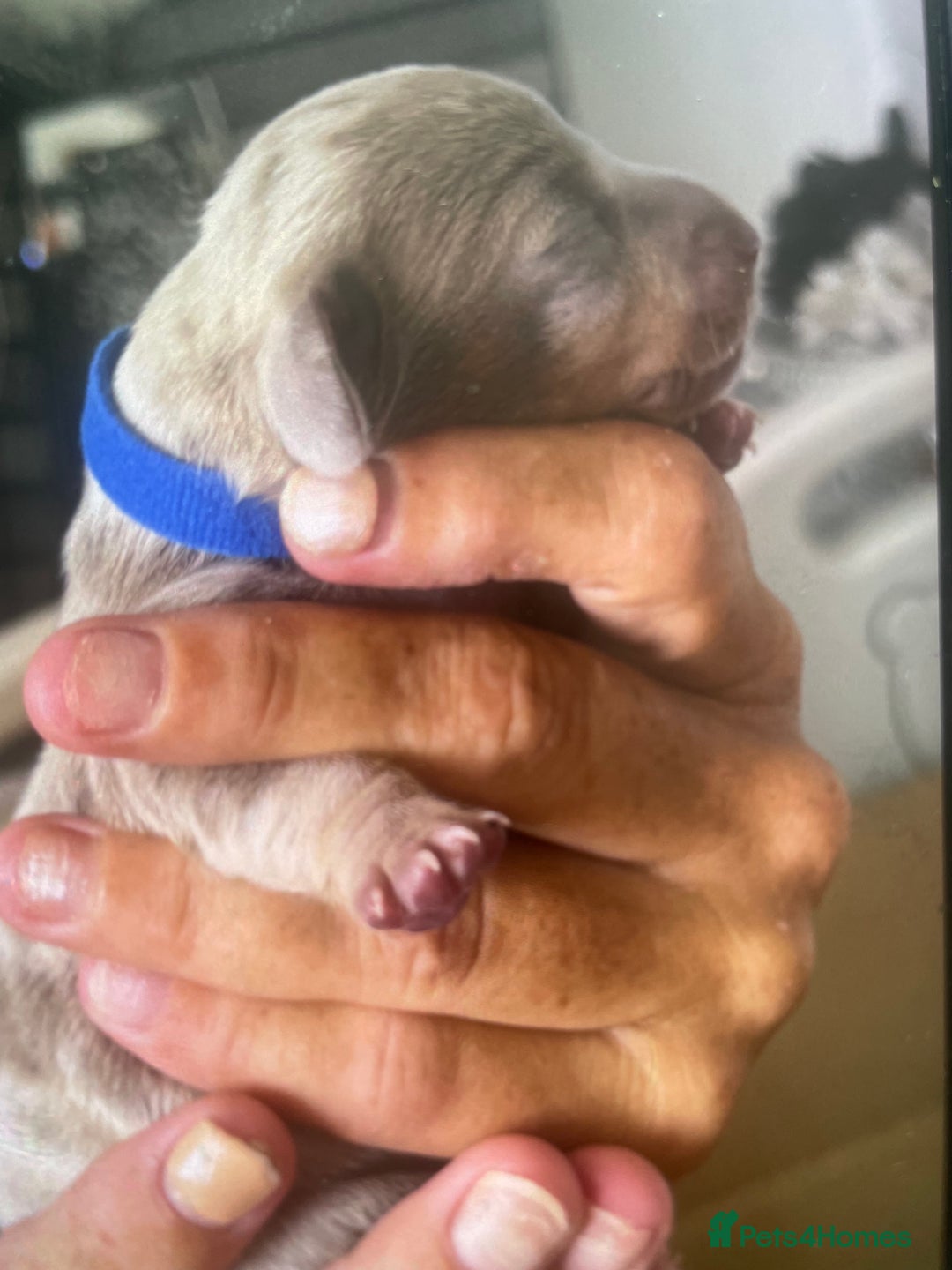 Dachshund dogs for sale: Mini Dachshunds 2 weeks old - Image 5