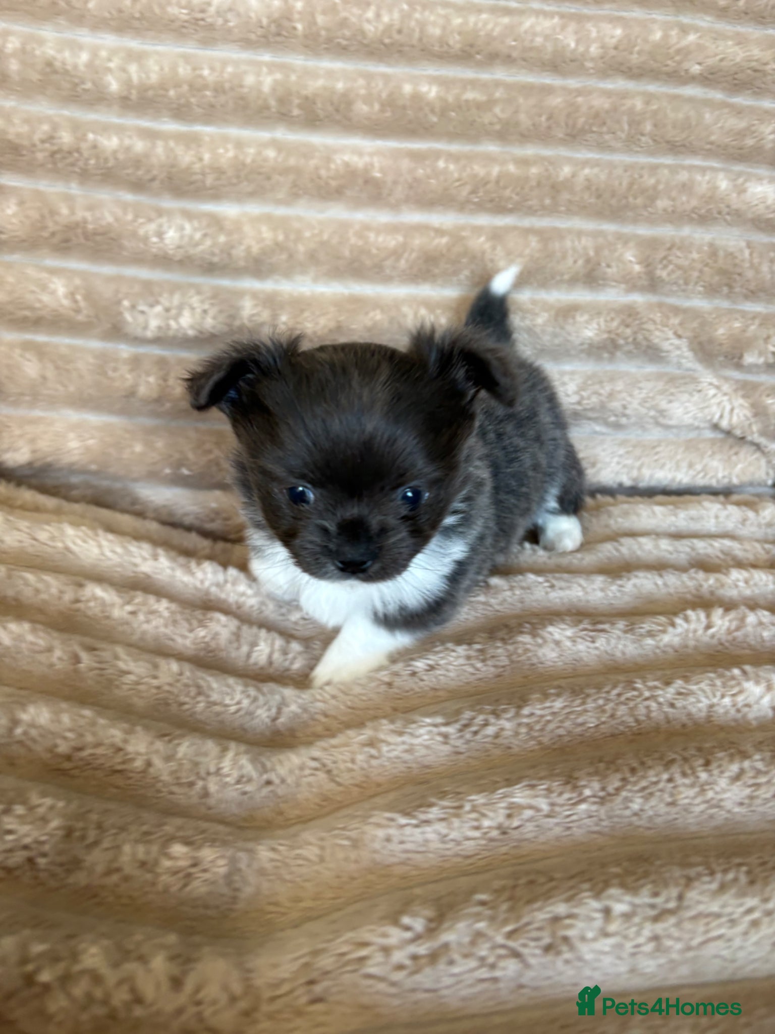 Chihuahua dogs Gorgeous long haired Chihuahua puppies - Advert 14