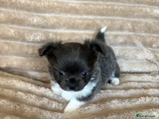 Chihuahua dogs Gorgeous long haired Chihuahua puppies - Advert 14